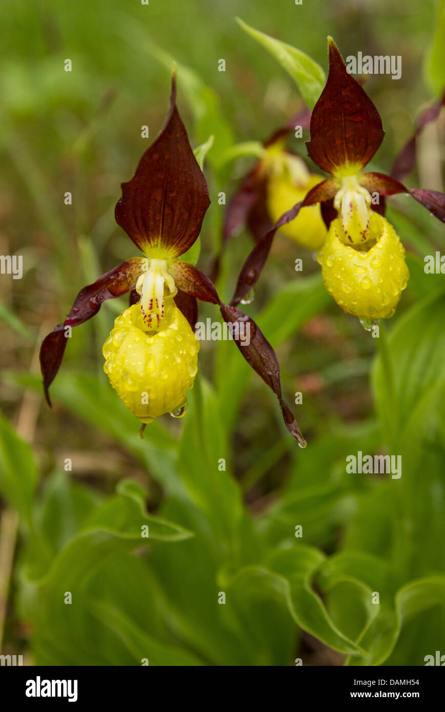 Frauenschuh Orchidee (Cypripedium Calceolus), zwei Blumen in Regen, Deutschland, Bayern Stockfoto