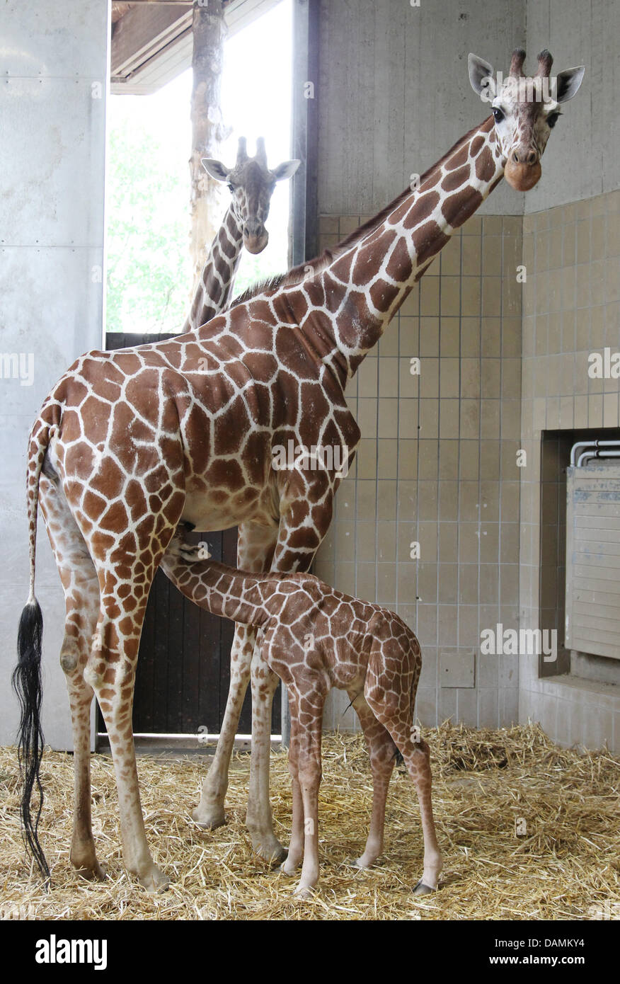 Giraffe Makena steht vor Axel (hinten) und kümmert sich um ihr Baby noch namenlos Giraffe innerhalb ihrer Verbindung im Allwetter Zoo in Münster, Deutschland, 21. Juni 2011. Es wurde am 19. Juni 2011 geboren. Foto: Friso Gentsch Stockfoto