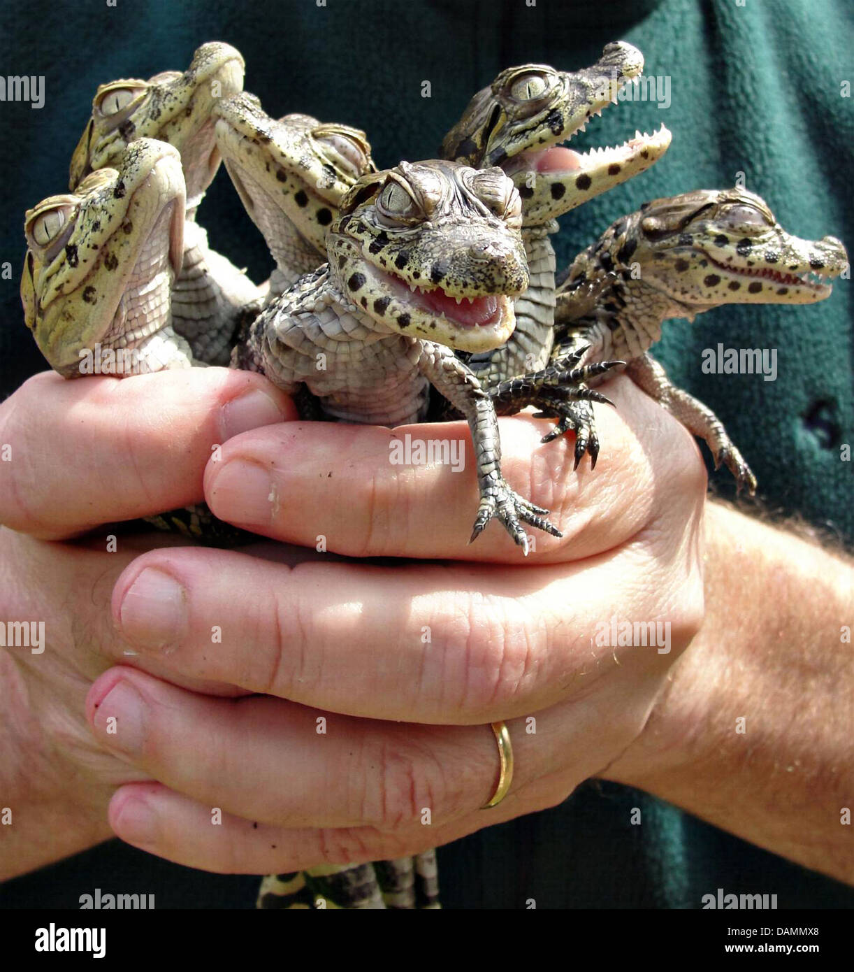 Eine Biologe hält eine Reihe von Baby breit-snouted Kaiman. Stockfoto