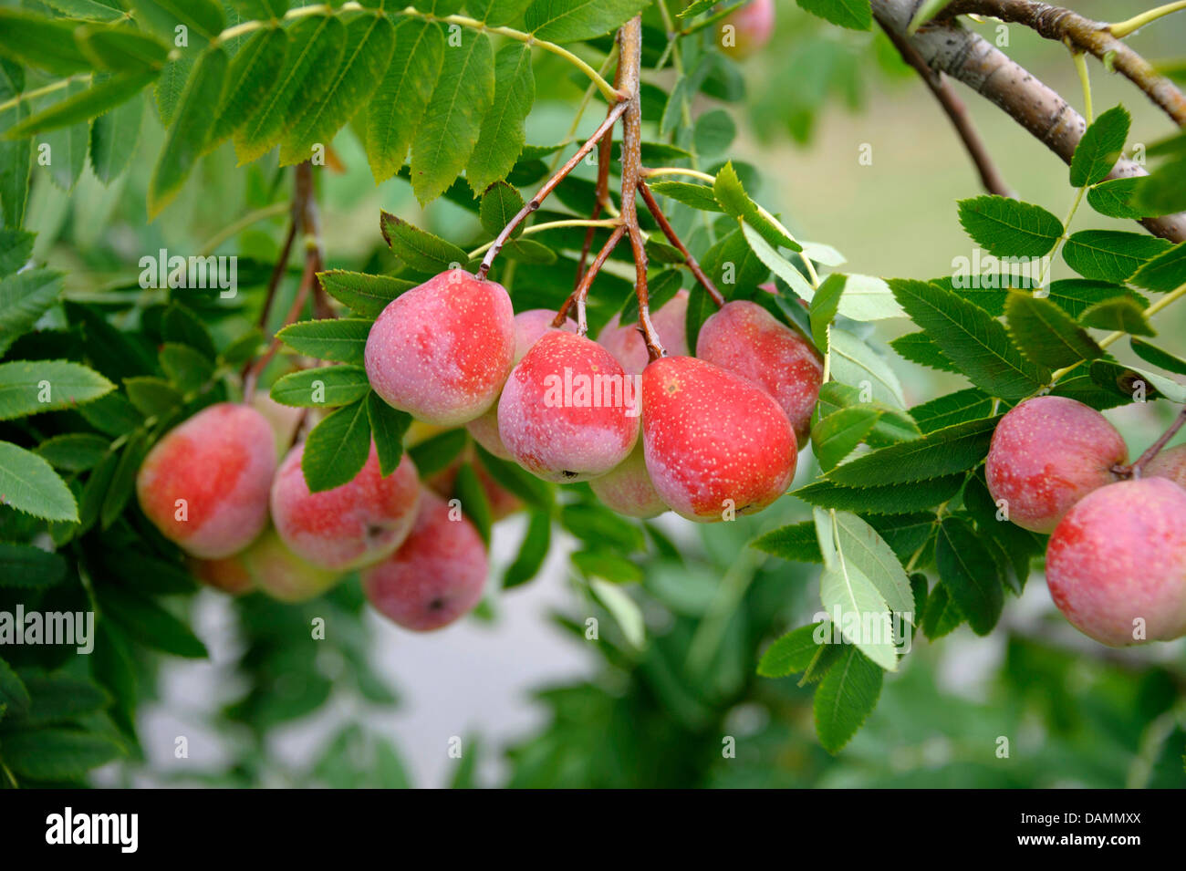Speierling Speierling;  (Sorbus Domestica "Sossenheimer Riesen', Sorbus Domestica Sossenheimer Riesen), Sorte Sossenheimer Riesen Stockfoto