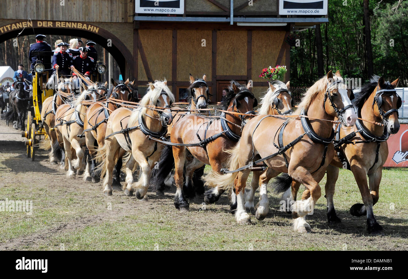 Eine 14-Pferd Postkutsche kommt auf dem Golfplatz in Brück, Deutschland, 25. Juni 2011. Mehr als 350 Wagen Pferde und 150 Teams aus sechs Ländern starten beim 10. Rennen der Titanen. Foto: Bernd Settnik Stockfoto