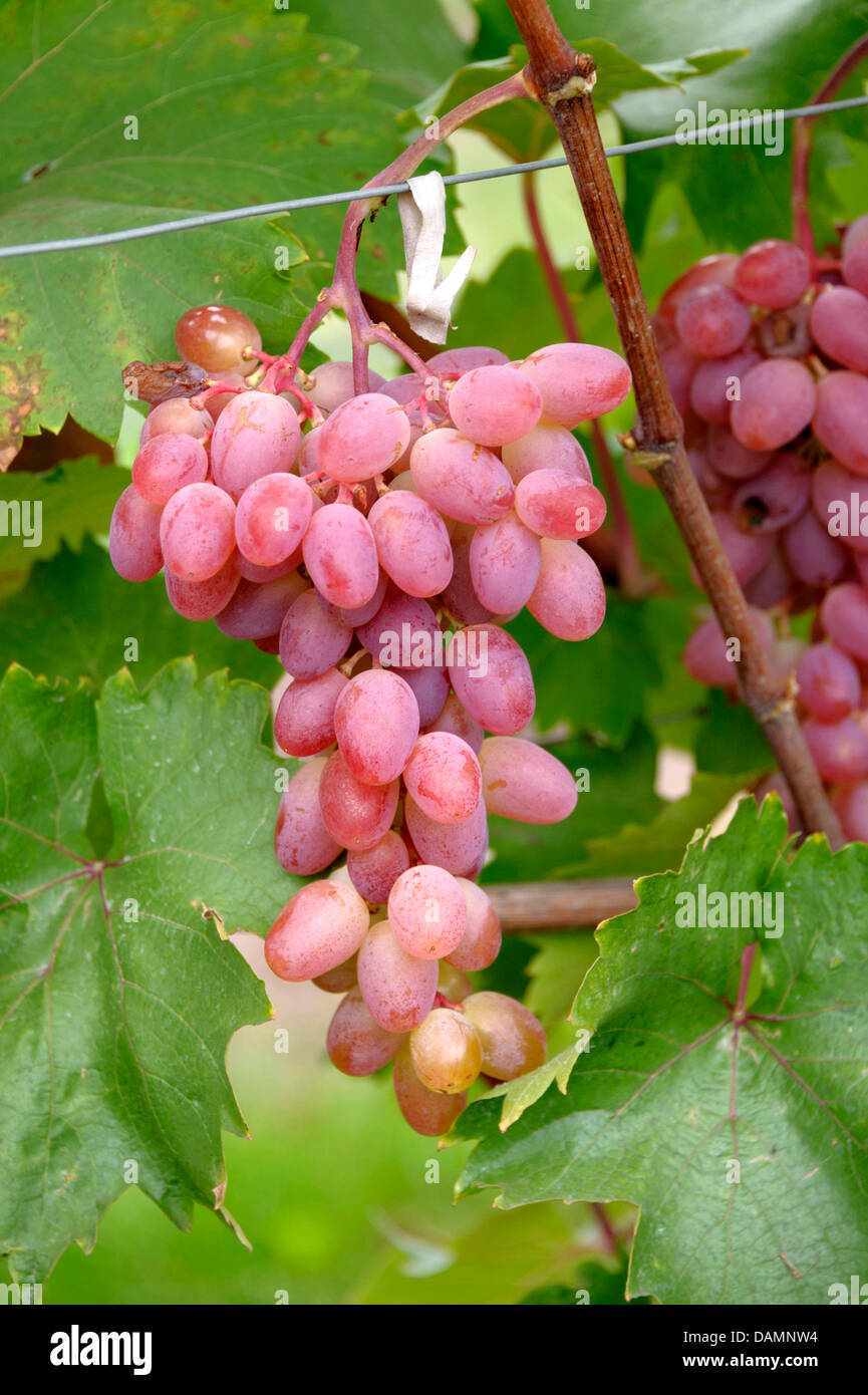Vitis vinifera katharina Fotos und Bildmaterial in hoher Auflösung