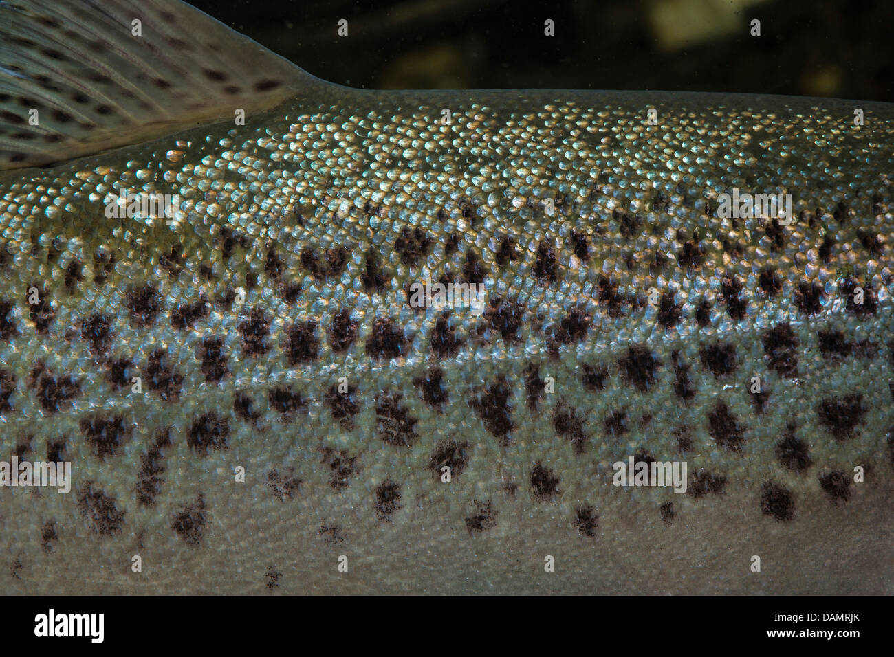 Seeforelle (Salmo Trutta Lacustris), Männlich, Detail Farbe und Kennzeichnung Stockfoto