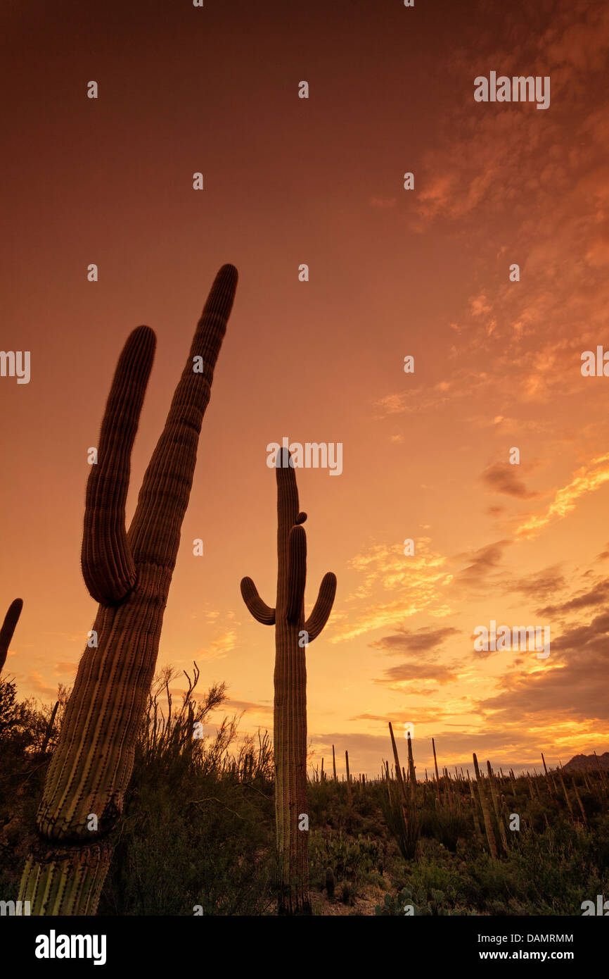 USA, Arizona, Tucson, Saguaro-Nationalpark Stockfoto