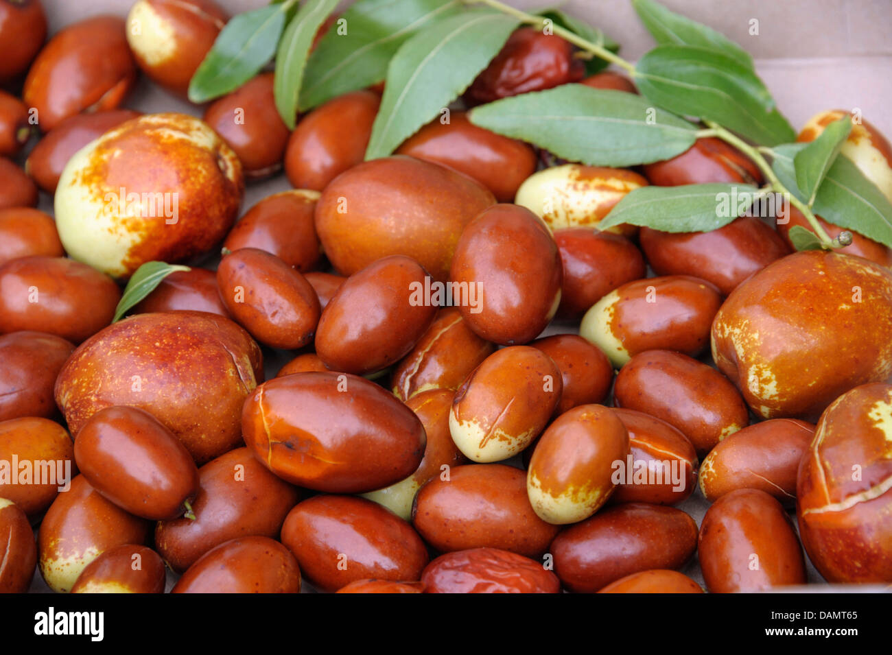 Indische Jujube, Jujuba, rote Datum, chinesische, koreanische Datum Datum (Ziziphus Jujuba 'Meimizao', Ziziphus Jujuba Meimizao), Sorte Meimizao, Früchte Stockfoto