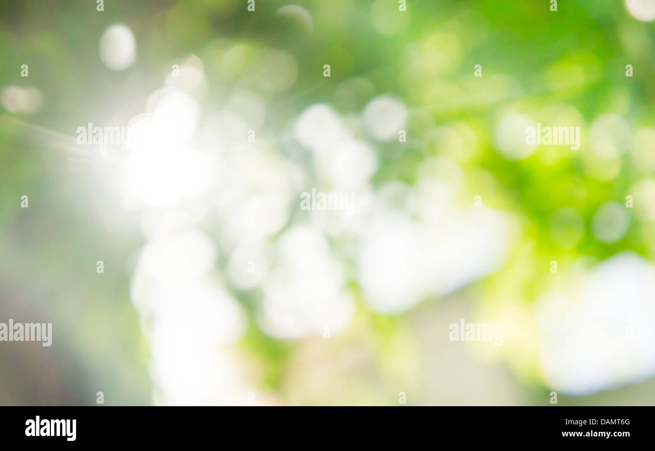 Natur-Bokeh in grün und gelb Tönen mit Sonnenstrahlen Stockfoto