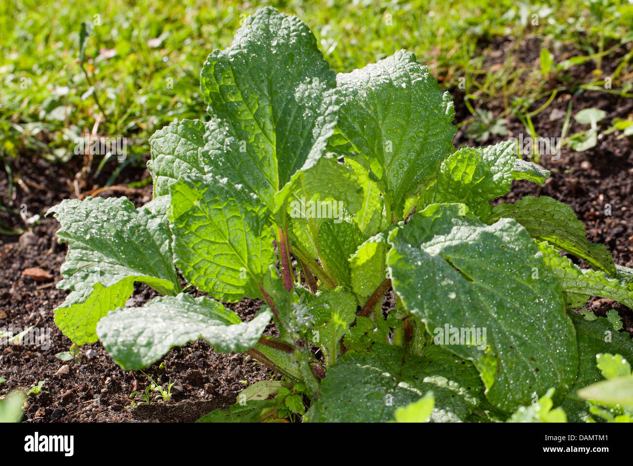 gemeinsamen Borretsch (Borrango Officinalis), Blätter vor der Blüte, Deutschland Stockfoto