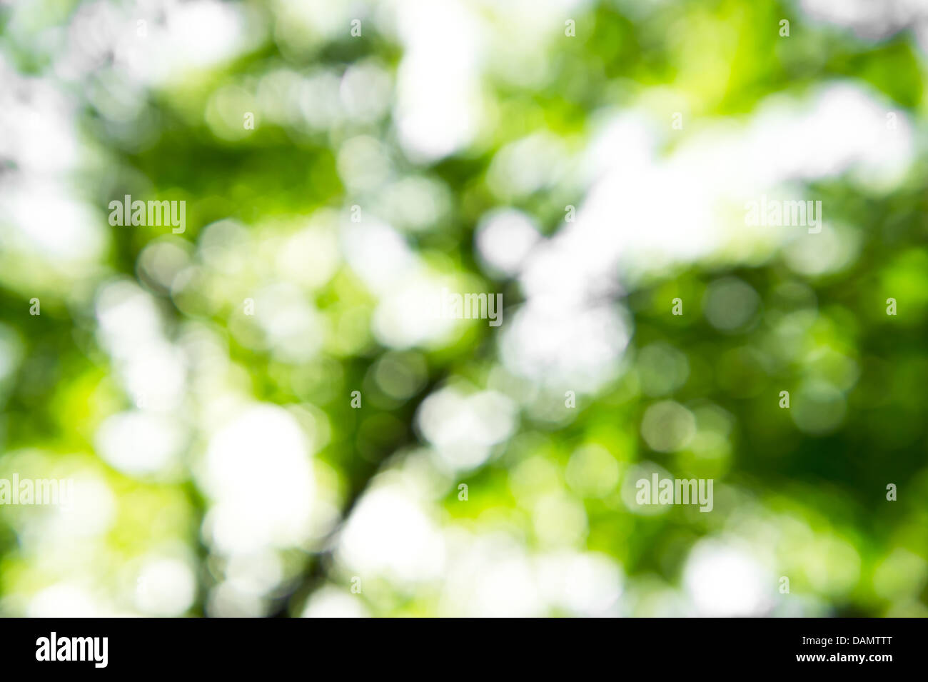 Natur-Bokeh in grünen und gelben Ton Stockfoto