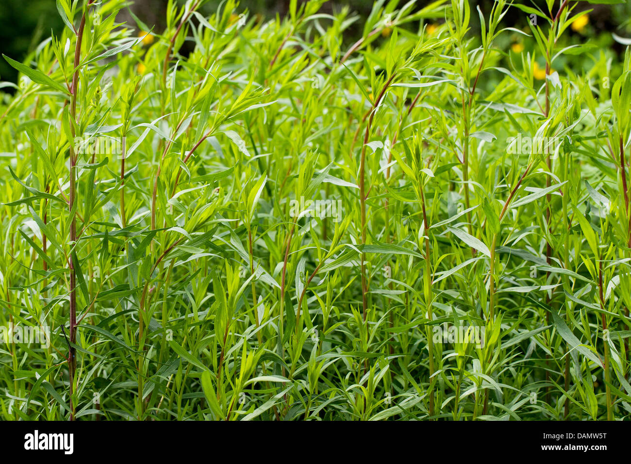 Drachen Sagewort, Estragon, Estragol, Esdragol, Esdragon (Artemisia Dracunculus), Sprossen, Deutschland Stockfoto