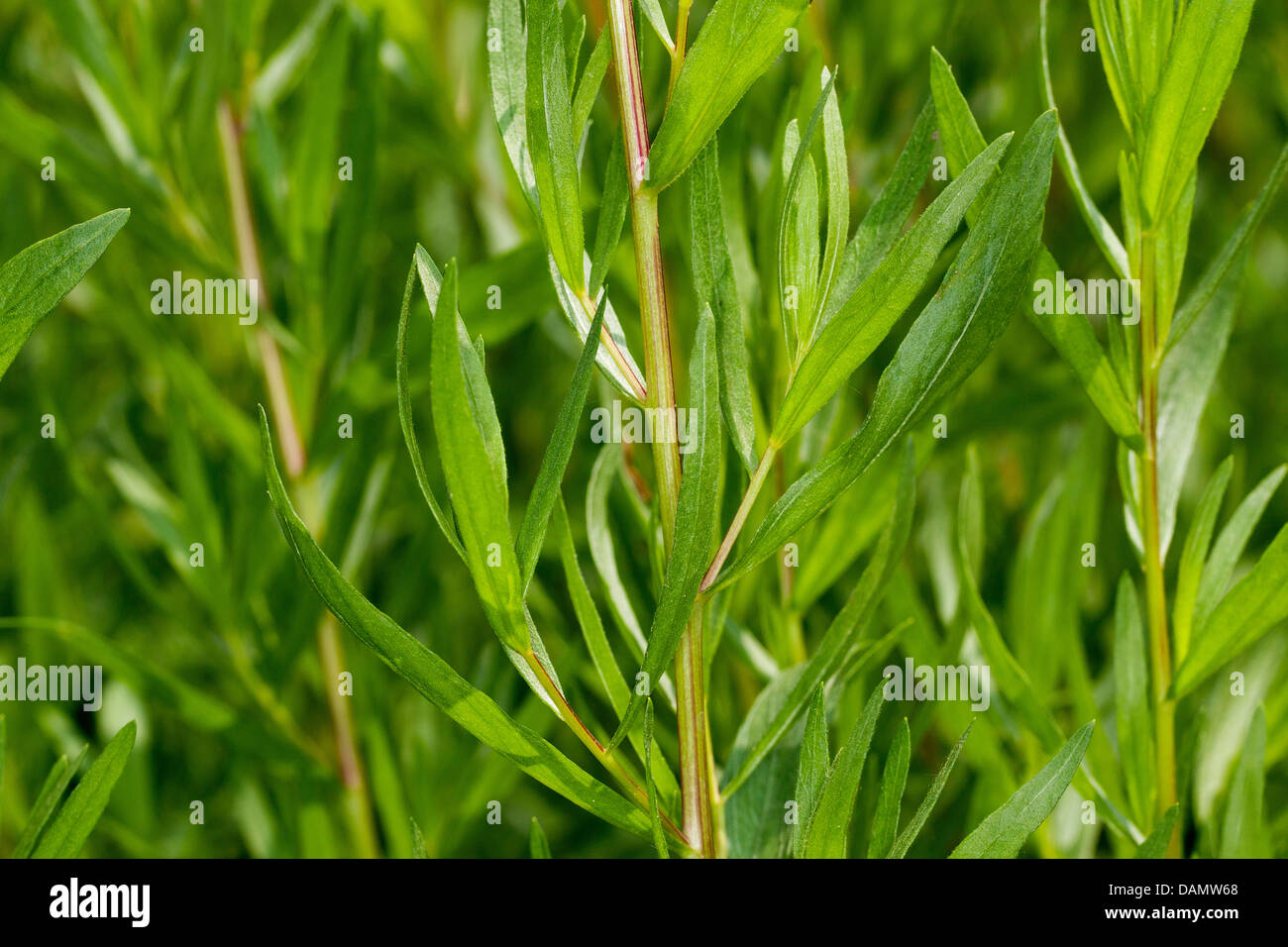 Drachen Sagewort, Estragon, Estragol, Esdragol, Esdragon (Artemisia Dracunculus), Blätter, Deutschland Stockfoto
