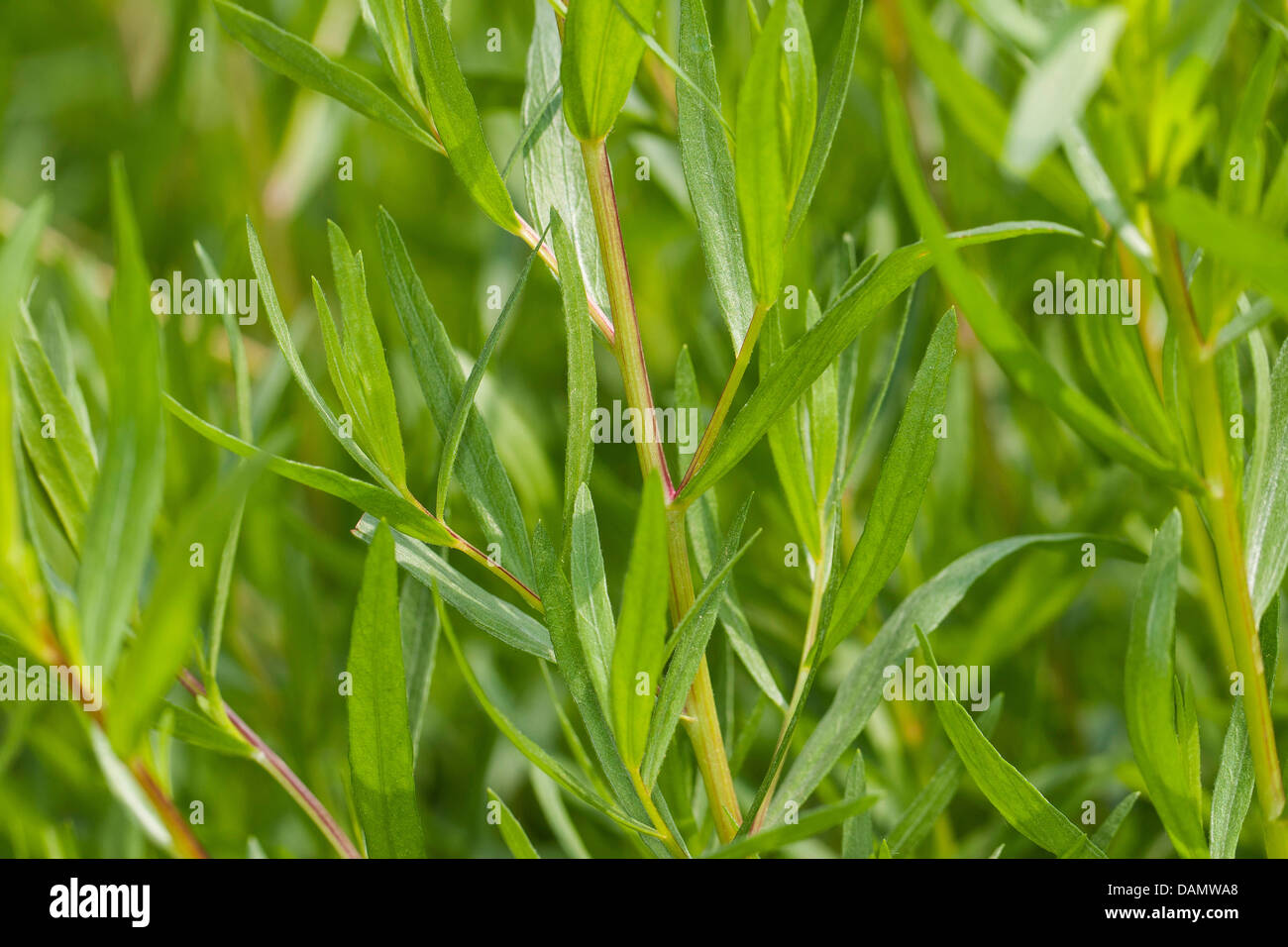 Drachen Sagewort, Estragon, Estragol, Esdragol, Esdragon (Artemisia Dracunculus), Blätter, Deutschland Stockfoto