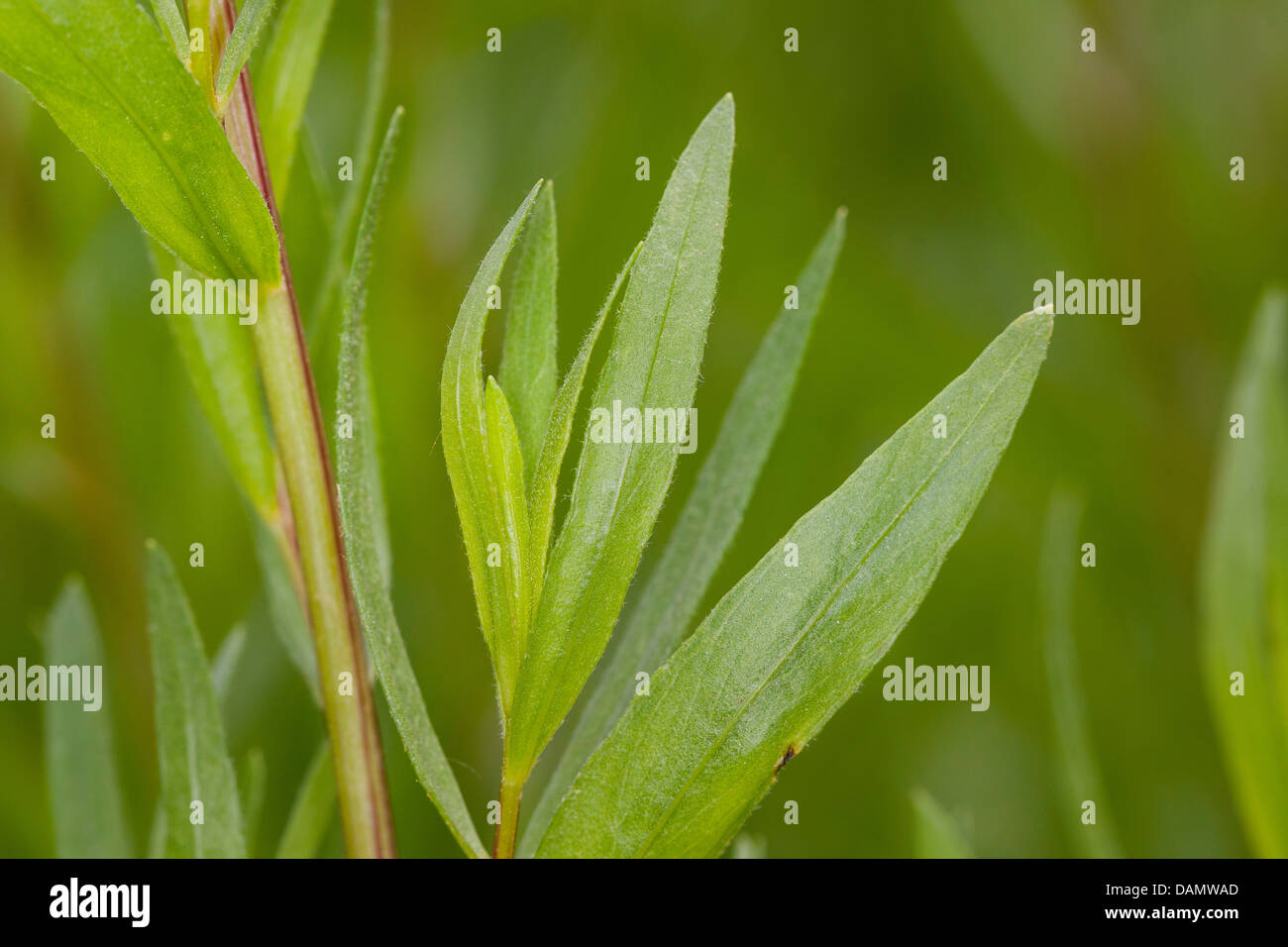 Drachen Sagewort, Estragon, Estragol, Esdragol, Esdragon (Artemisia Dracunculus), Blätter, Deutschland Stockfoto