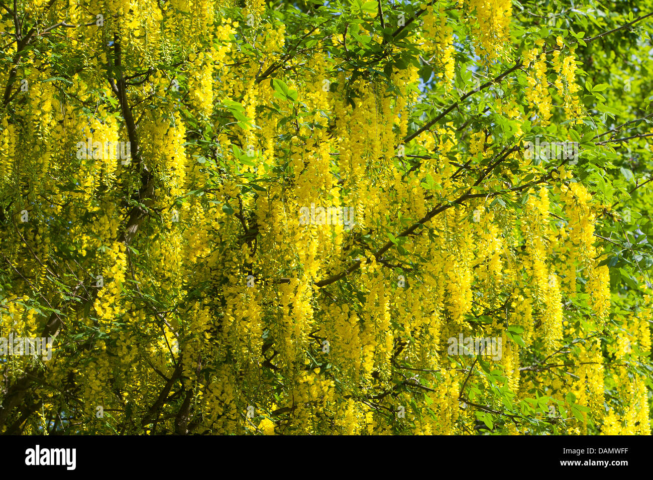 gemeinsamen Goldregen (Laburnum Anagyroides, Cytisus Laburnum), blühende Zweige, Deutschland Stockfoto