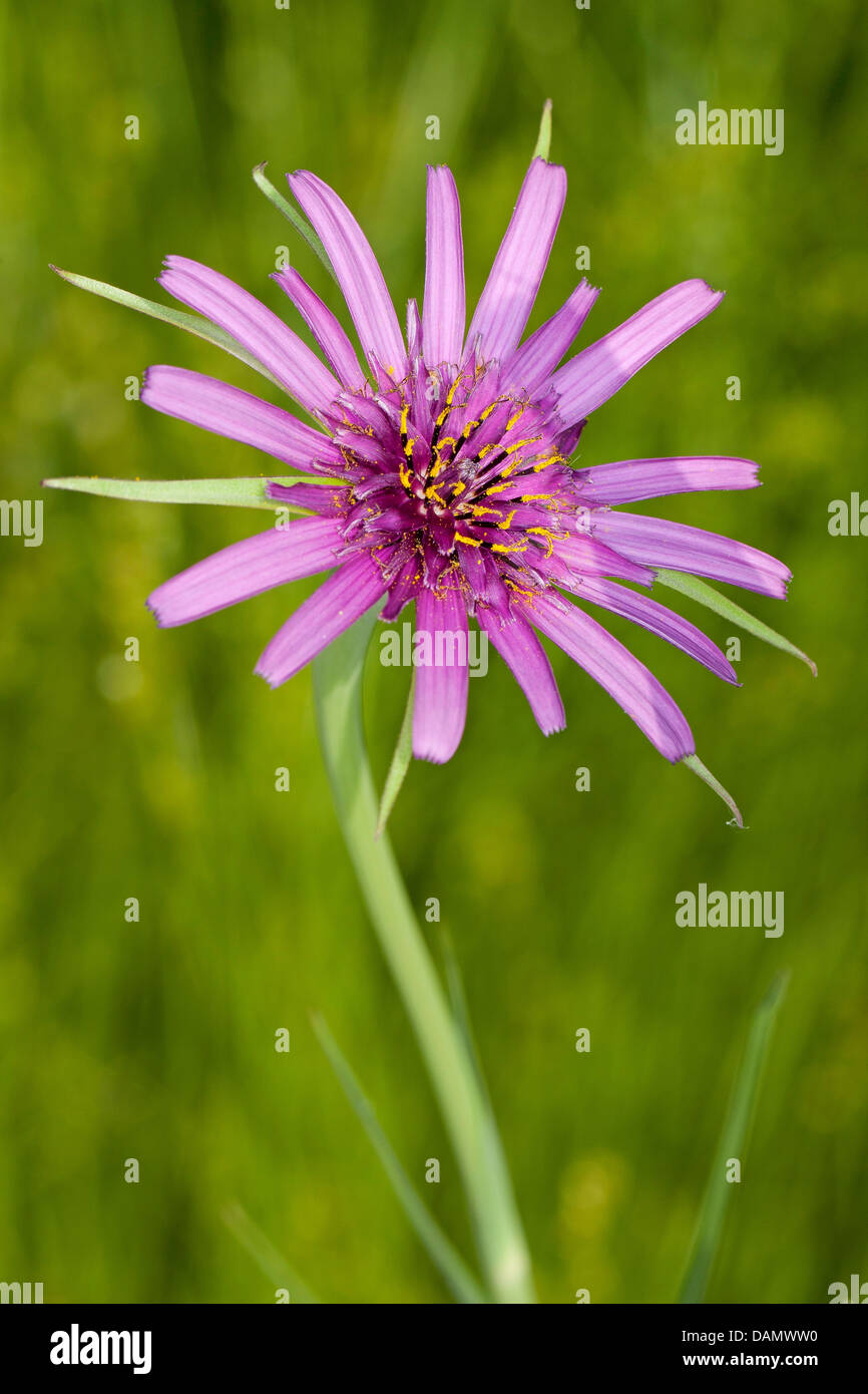 gemeinsamen Schwarzwurzeln, Oyster-Anlage, lila Goat's-beard (Tragopogon Porrifolius), blühen Stockfoto