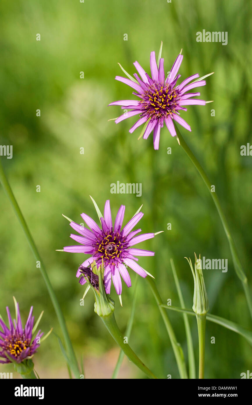 gemeinsamen Schwarzwurzeln, Oyster-Anlage, lila Goat's-beard (Tragopogon Porrifolius), blühen Stockfoto