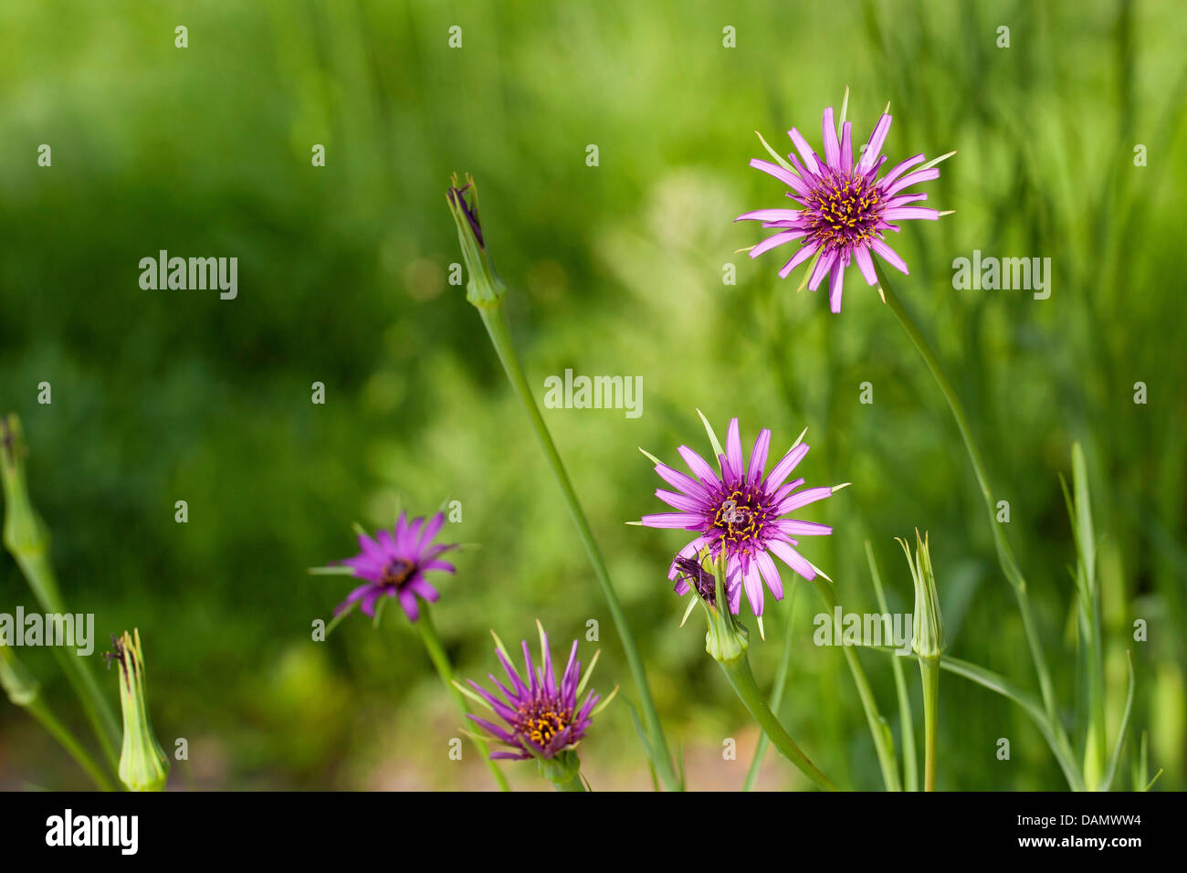 gemeinsamen Schwarzwurzeln, Oyster-Anlage, lila Goat's-beard (Tragopogon Porrifolius), blühen Stockfoto