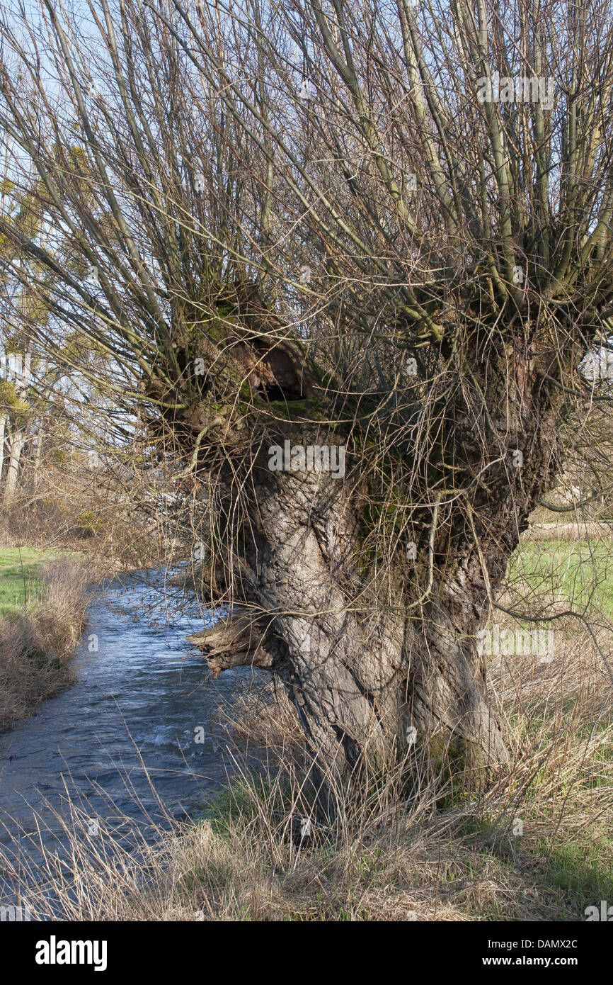 Weide, Korbweide (Salix spec.), alten Pollard Weide an einem Bach, Deutschland Stockfoto