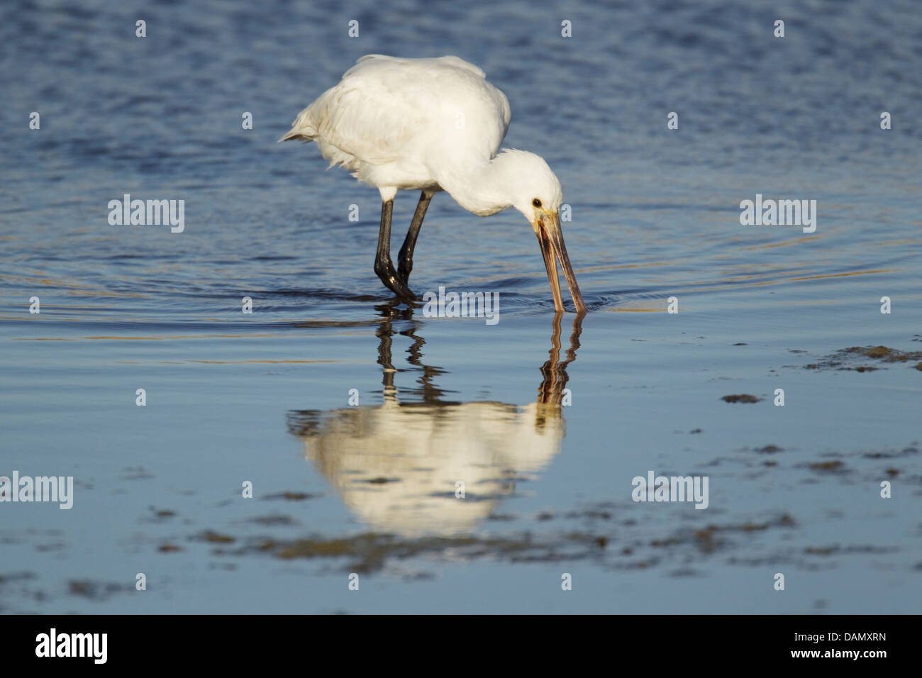 Löffler - Platalea Leucorodia Guernsey Kanalinseln, Fütterung UK BI024665 Stockfoto