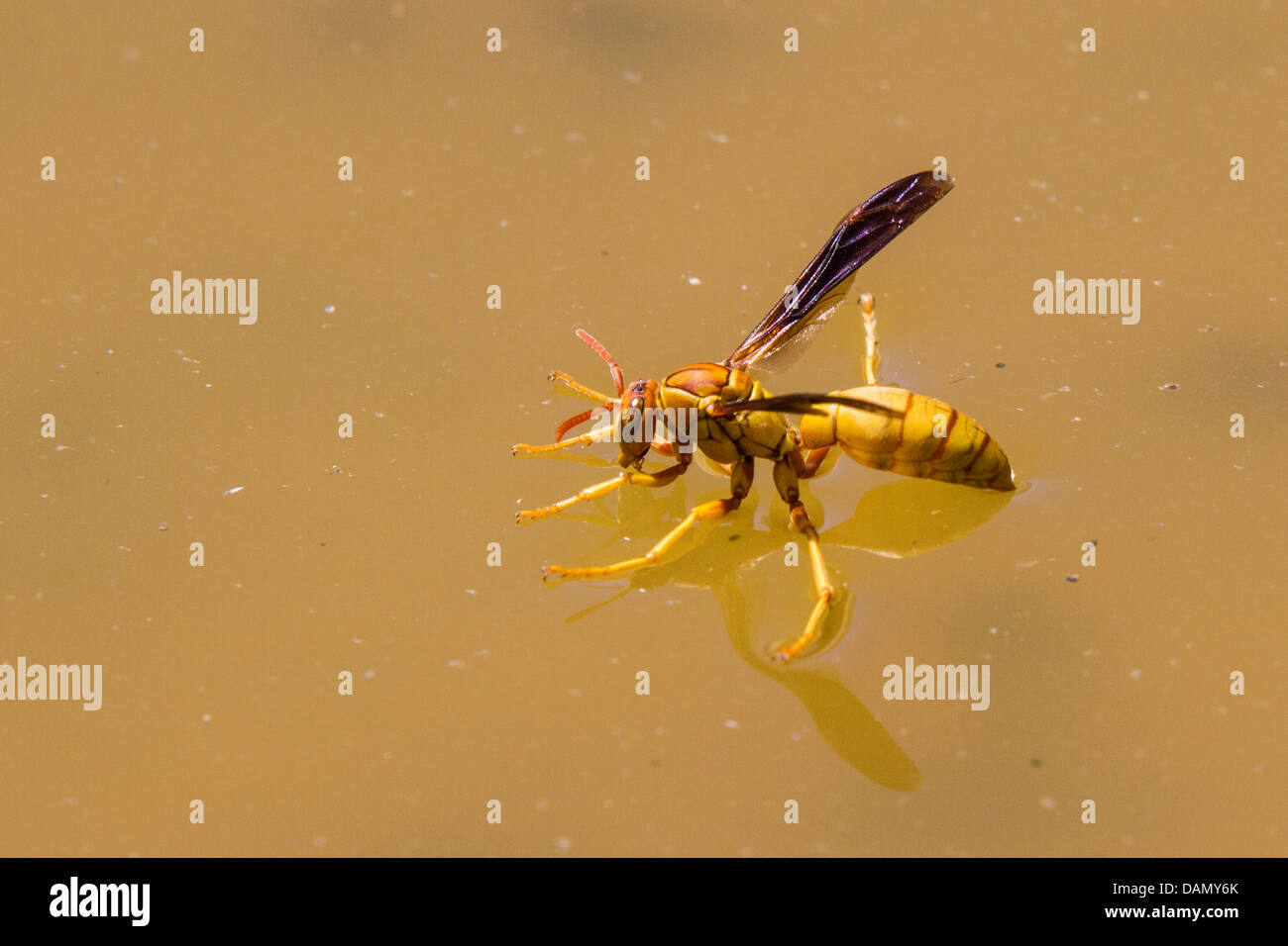 Polybiine Paper Wasp (Mischocyttarus spec.), trinken auf der Oberfläche des Wassers, USA, Arizona, Phoenix Stockfoto