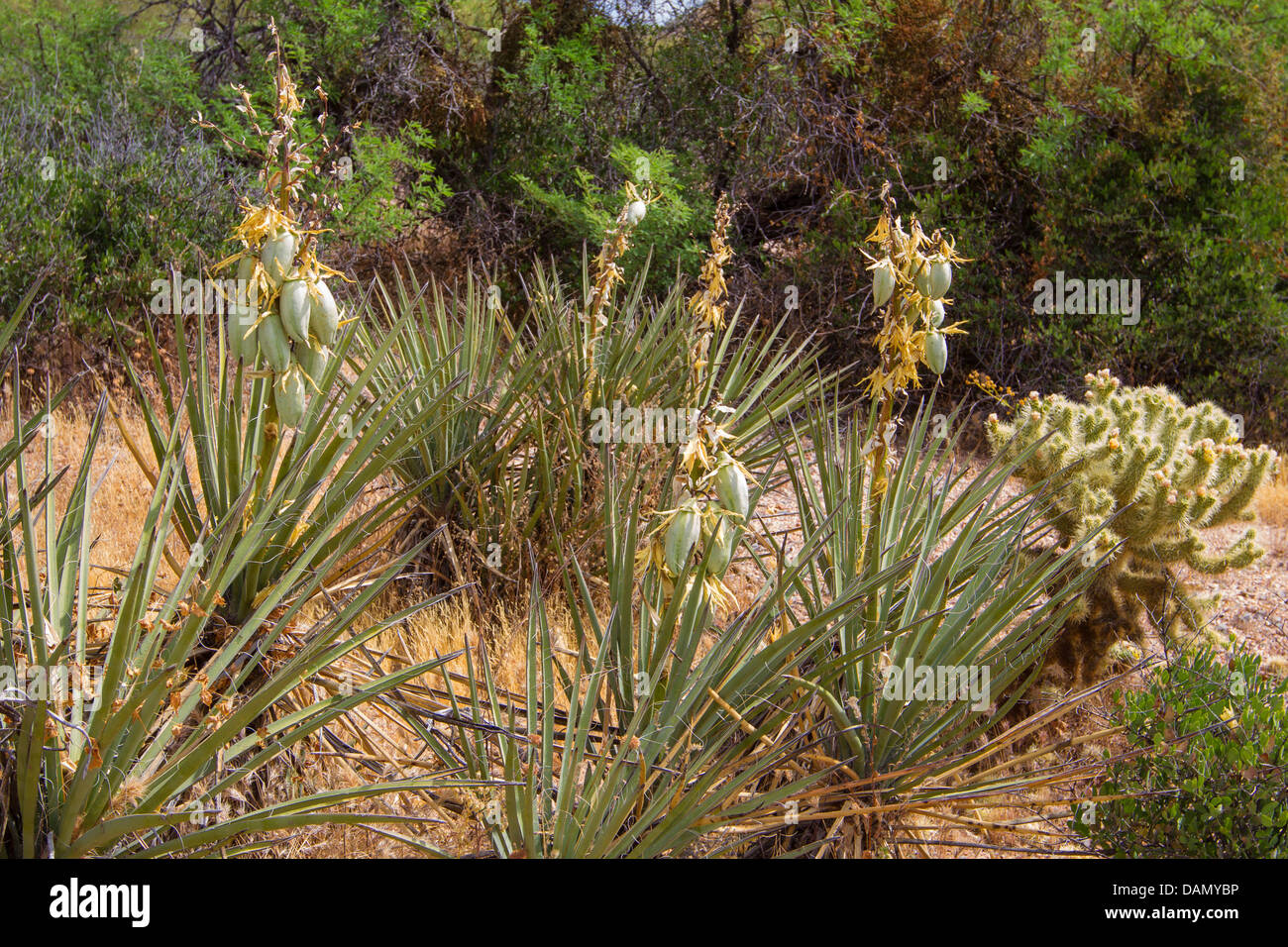 Banane Yucca, Datil Yucca (Yucca Baccata), mit Früchten, USA, Arizona, Phoenix Stockfoto