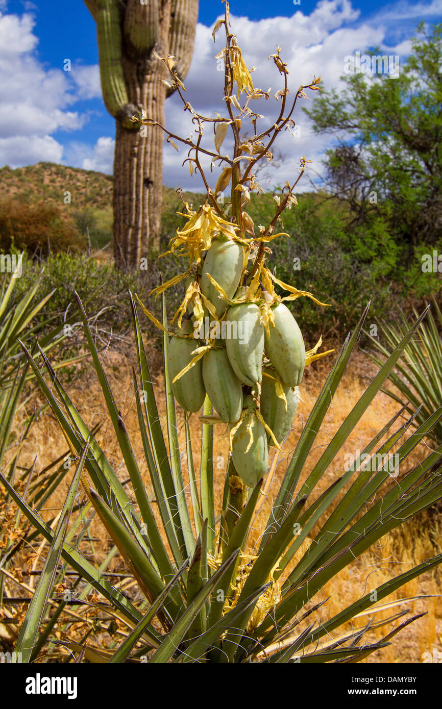 Banane Yucca, Datil Yucca (Yucca Baccata), mit Früchten, USA, Arizona, Phoenix Stockfoto