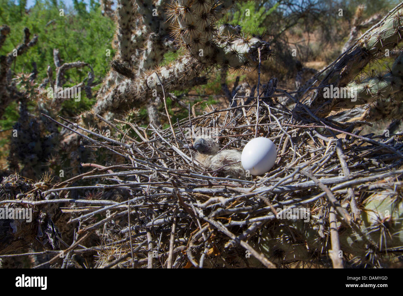 Weiß – Winged Taube (Zenaida Asiatica), nest mit Ei und Jungvogel in Cylindropuntia, USA, Arizona, Phoenix Stockfoto