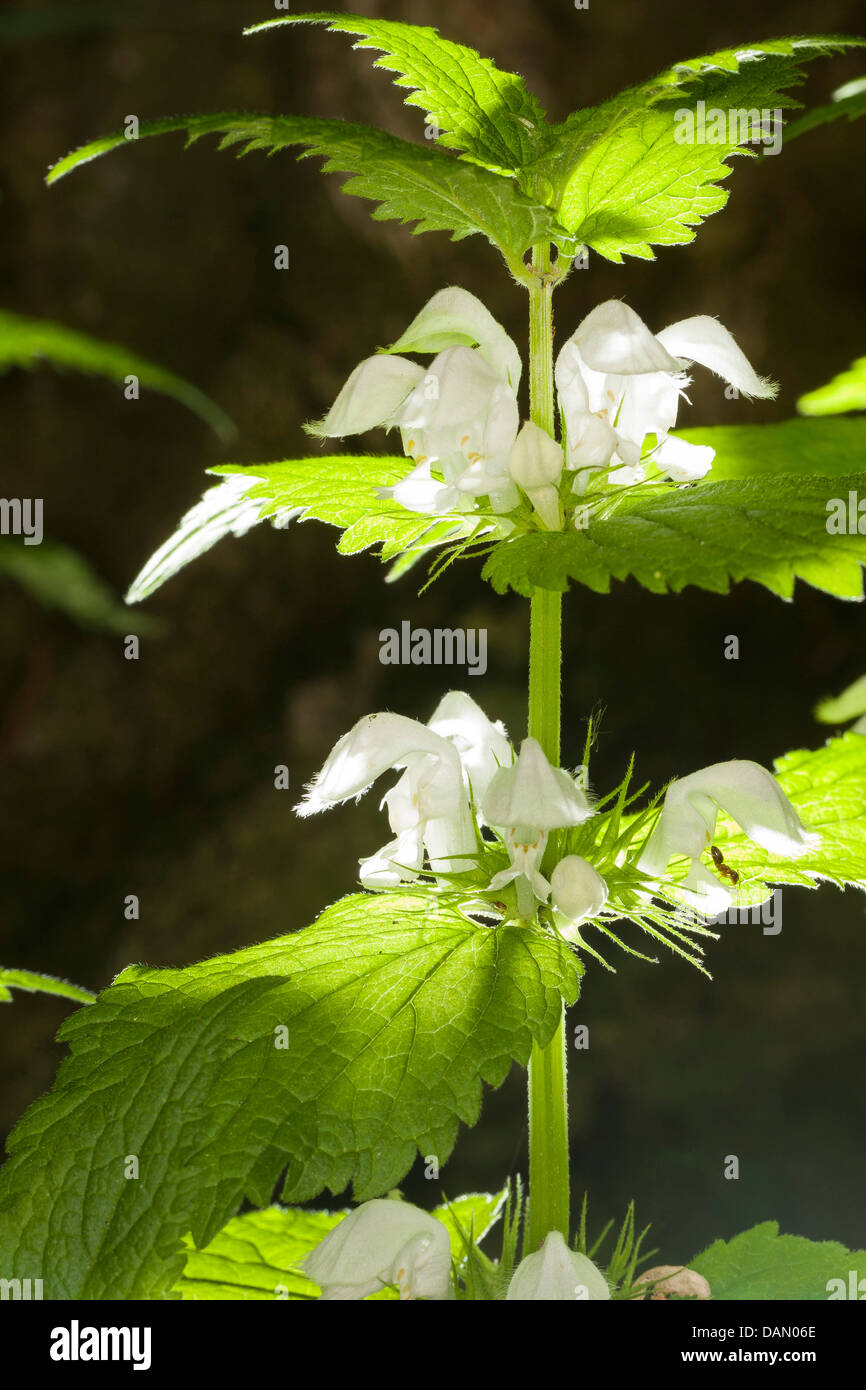 weißen Toten-Brennessel, weiße Taubnessel (Lamium Album), blühen, Deutschland Stockfoto