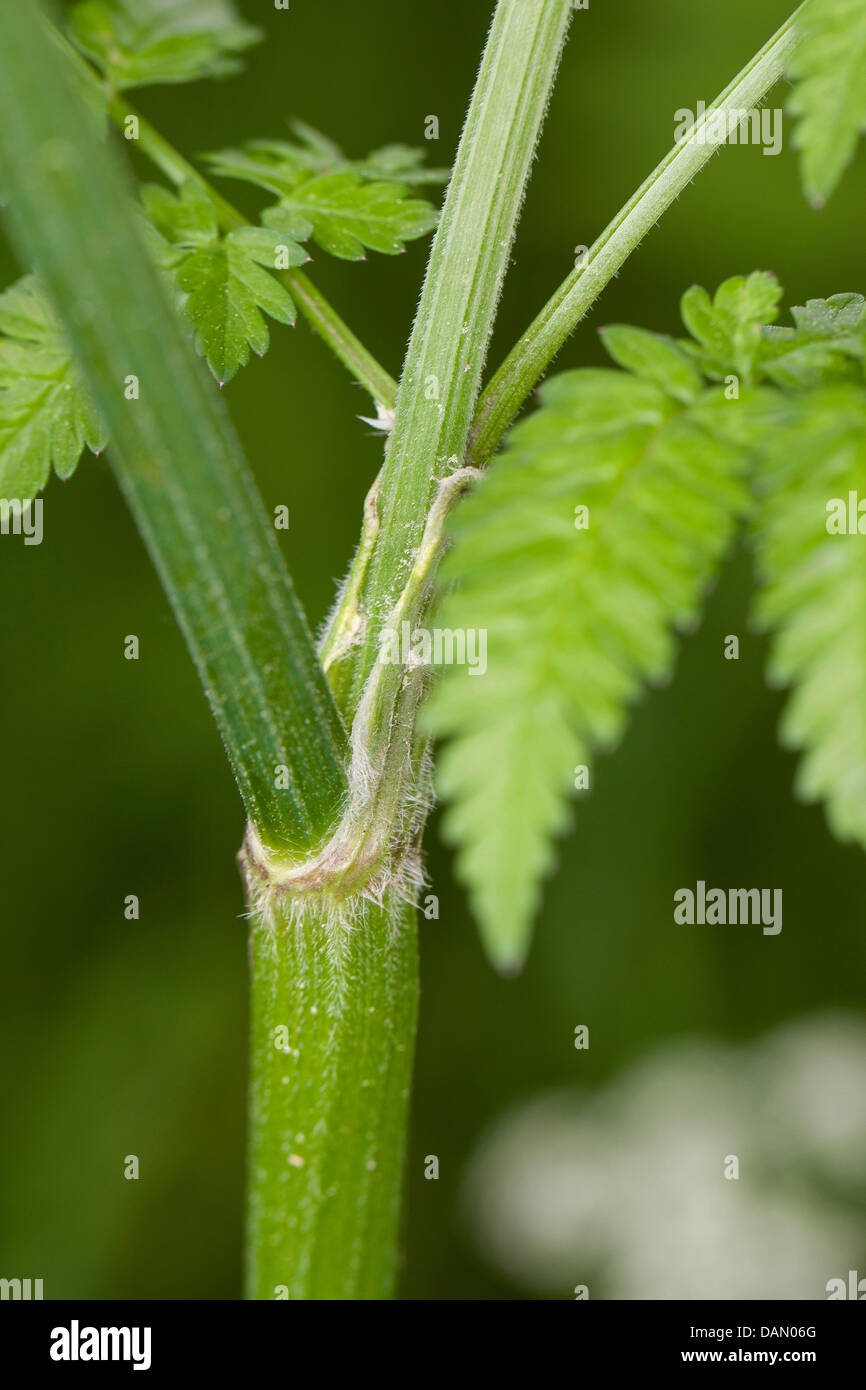 Kuh-Petersilie, wilder Kerbel (Anthriscus Sylvestris), Blatt, Deutschland Stockfoto