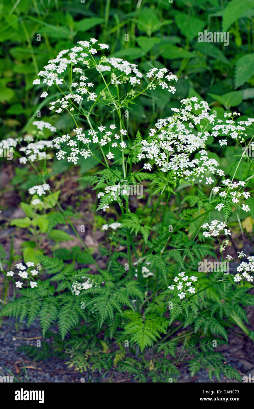 Kuh-Petersilie, wilder Kerbel (Anthriscus Sylvestris), Blüte, Blatt, Deutschland Stockfoto