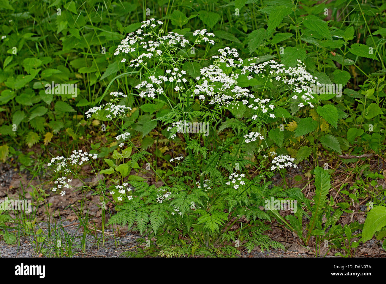 Kuh-Petersilie, wilder Kerbel (Anthriscus Sylvestris), Blüte, Blatt, Deutschland Stockfoto
