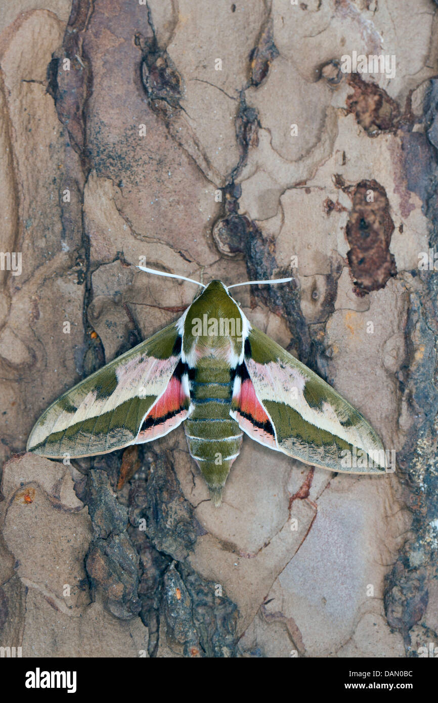 Wolfsmilch Hawkmoth (stark Euphorbiae, Celerio Euphorbiae), sitzen an einem Flugzeug Baumstamm, Deutschland Stockfoto