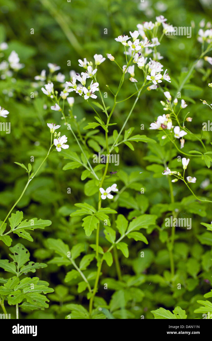 Großen Bitter-Kresse, große Schaumkraut (Cardamine Amara), blühen, Deutschland Stockfoto