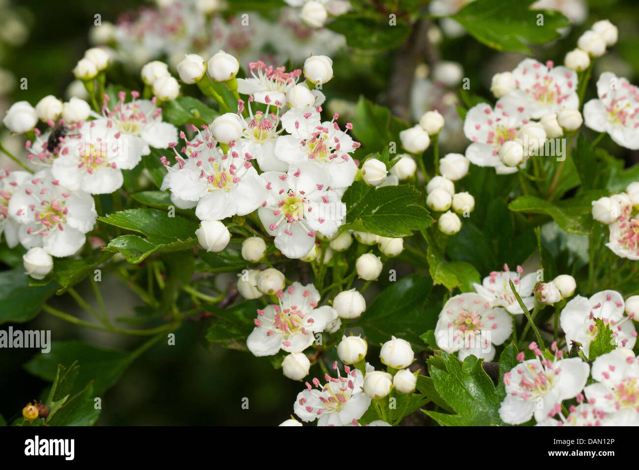 gemeinsamen Weißdorn, Singleseed Weißdorn, englische Weißdorn (Crataegus Monogyna), blühen, Deutschland Stockfoto