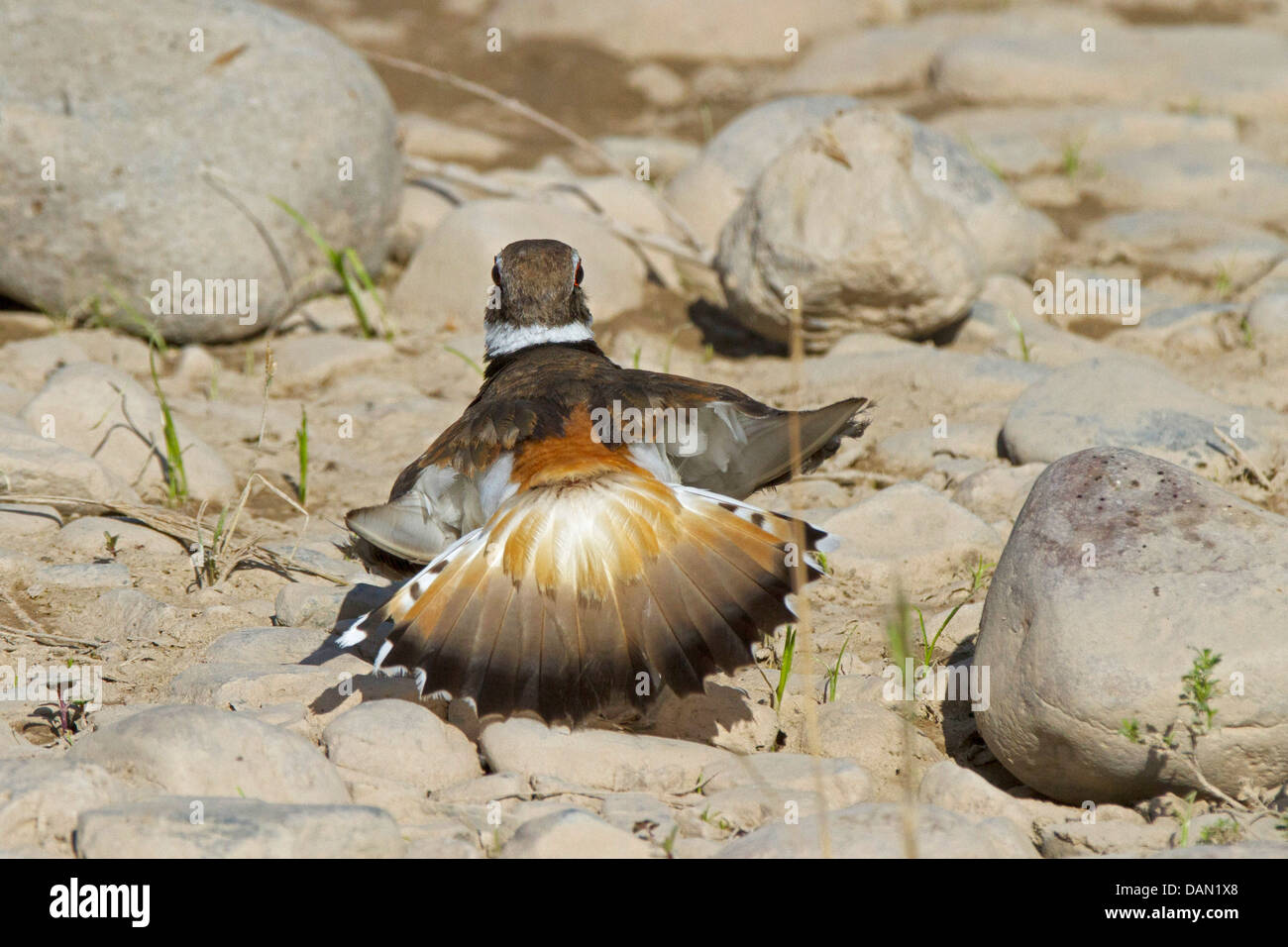 Killdeer-Regenpfeifer (Charadrius Vociferus), am Nest inveigling, USA, Arizona, Verde River Phoenix Stockfoto