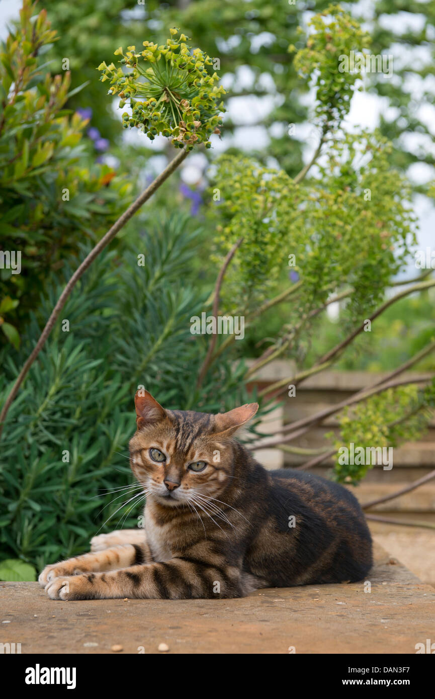 Eine Katze in einem englischen Garten unter Euphorbia Pflanzen oder Wolfsmilch UK Sonnenbaden Stockfoto