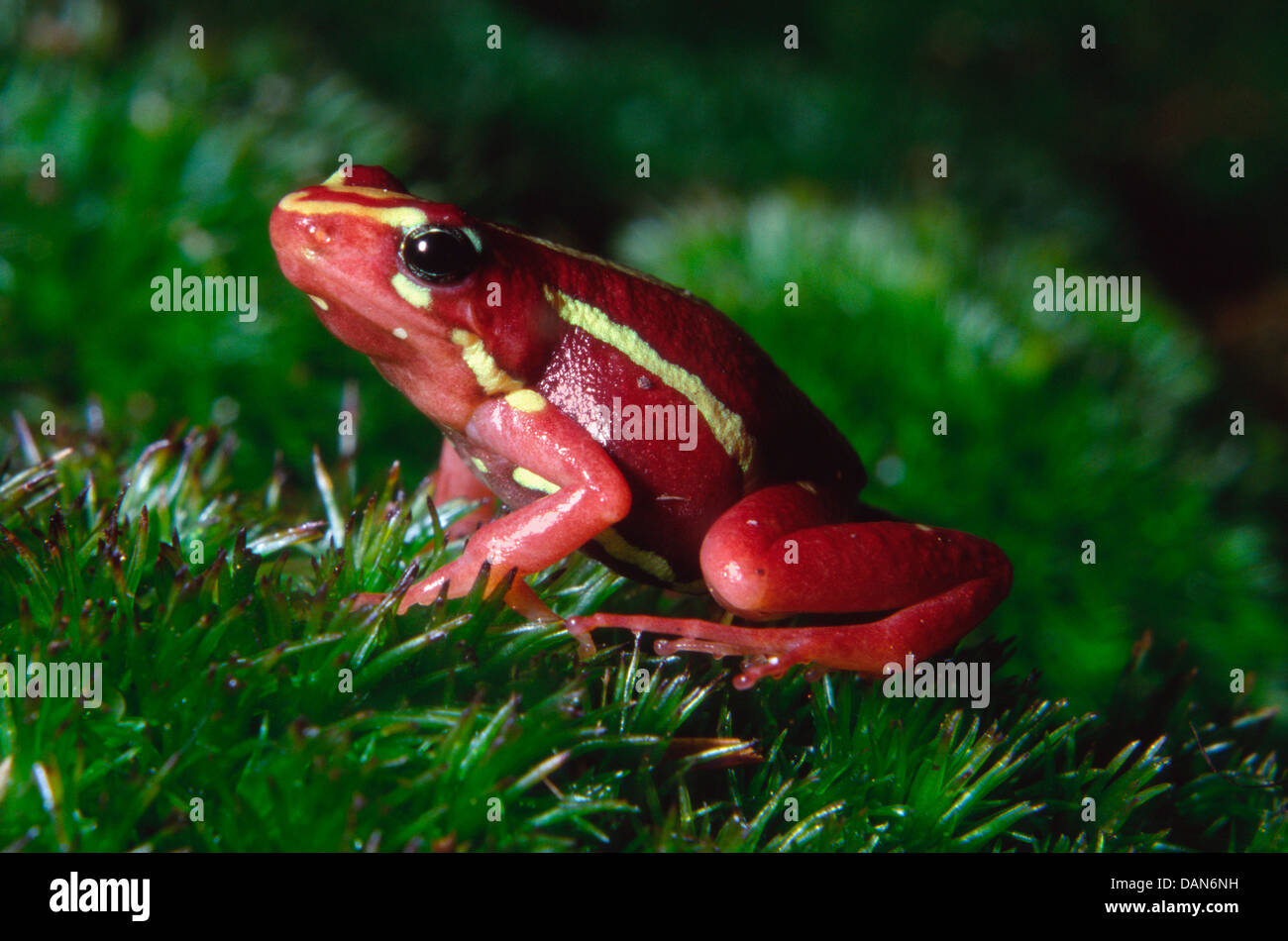 Phantasmal vergiften Frosch, Epipedobates tricolor Stockfoto