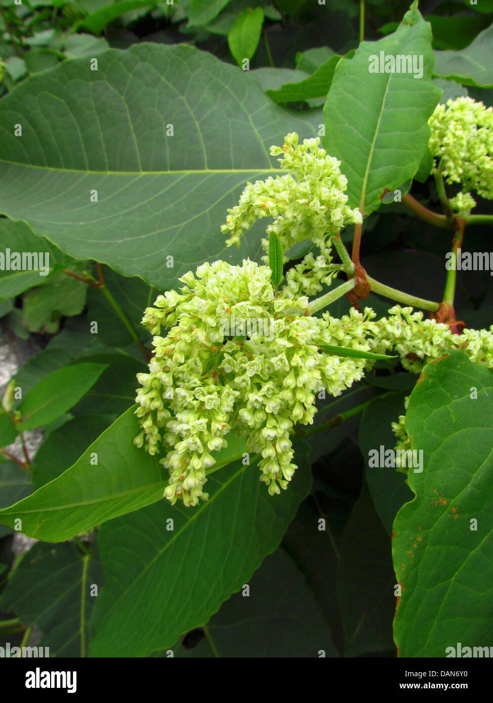 Japanischer Staudenknöterich Fallopia japonica Stockfoto