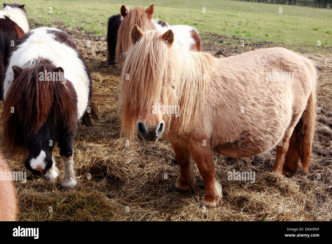 Das Shetland-Pony ist eine Rasse des Pony mit Ursprung in den Shetland-Inseln. Stockfoto