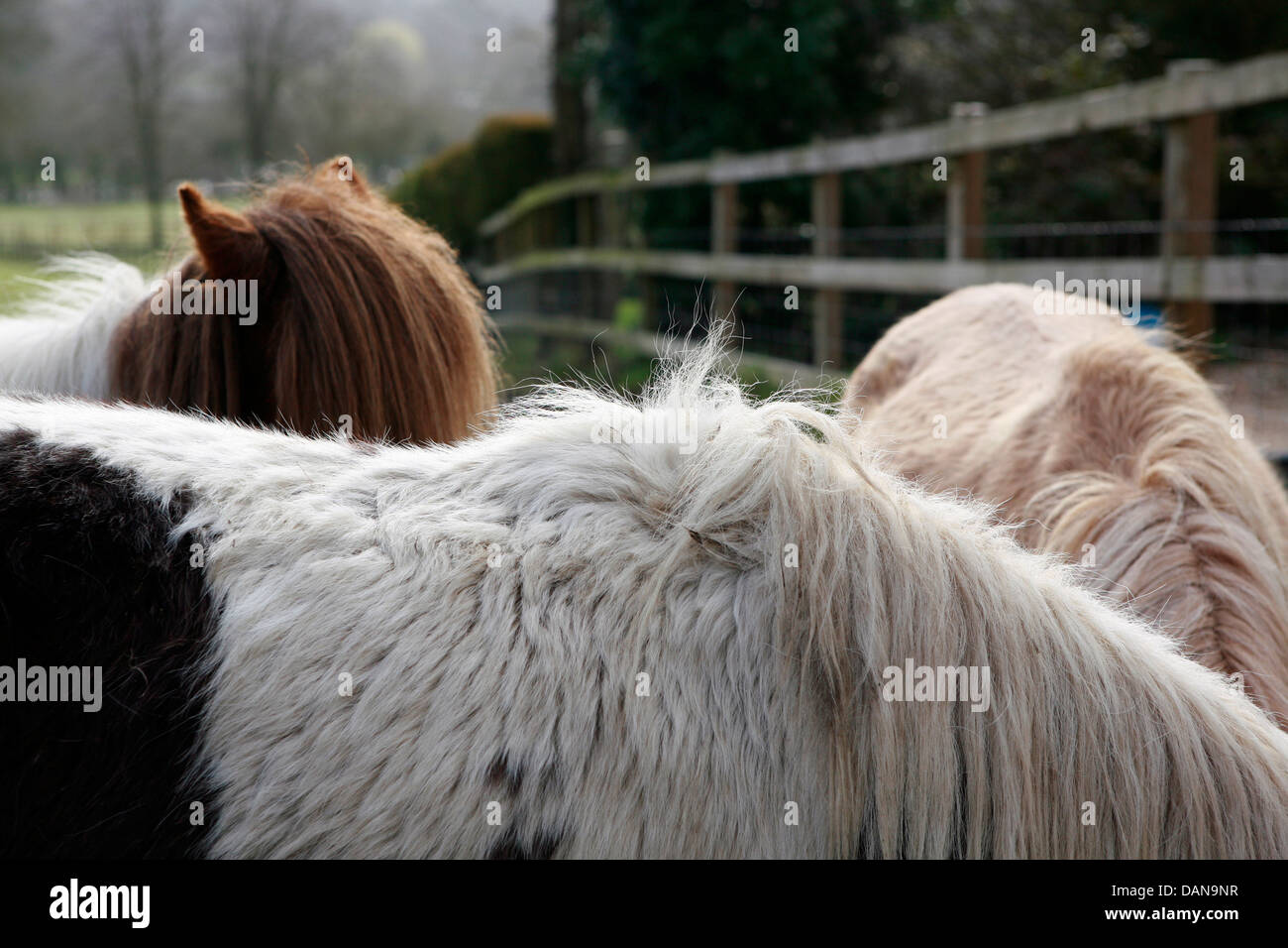 Das Shetland-Pony ist eine Rasse des Pony mit Ursprung in den Shetland-Inseln. Stockfoto