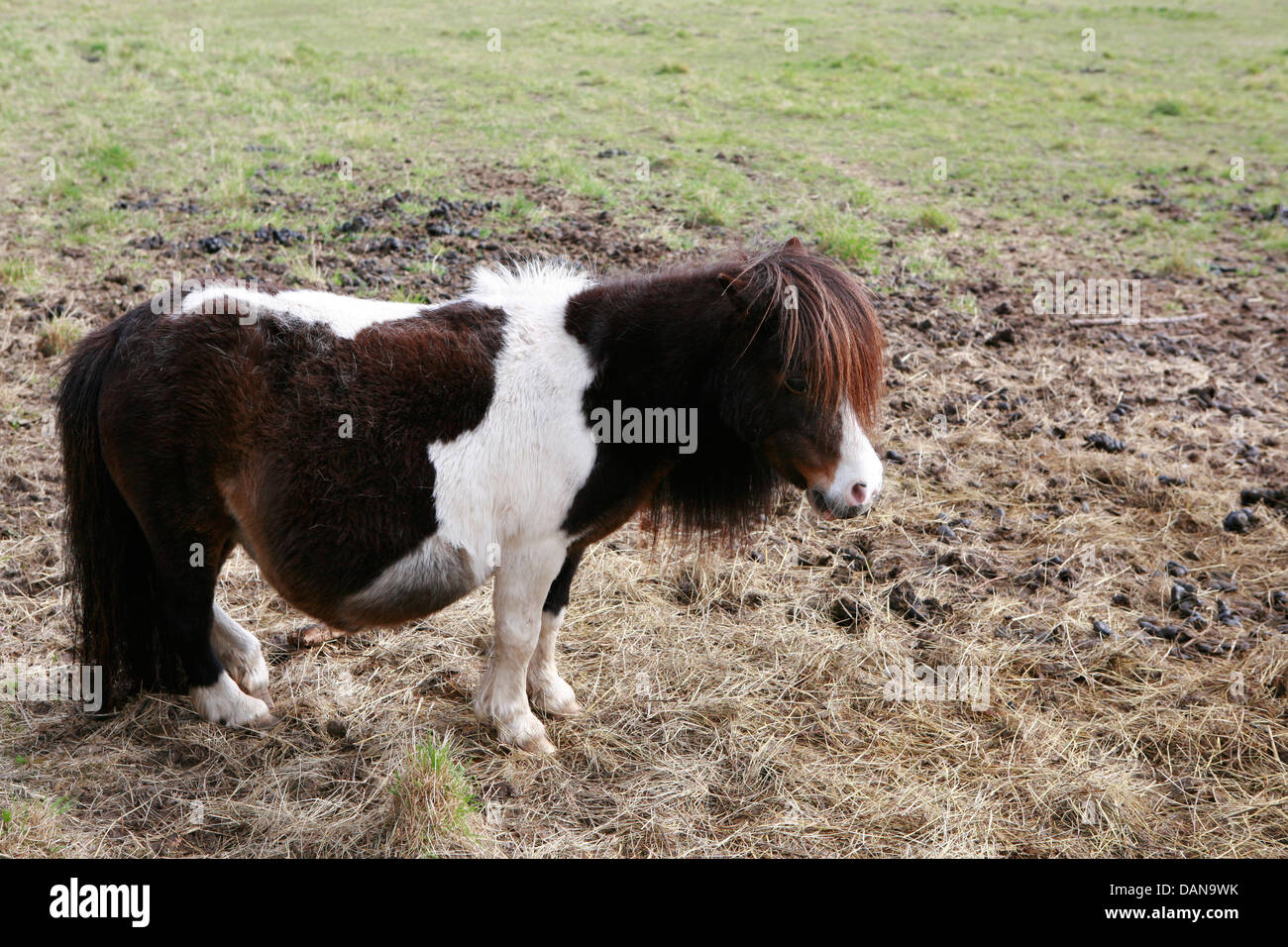 Das Shetland-Pony ist eine Rasse des Pony mit Ursprung in den Shetland-Inseln. Stockfoto