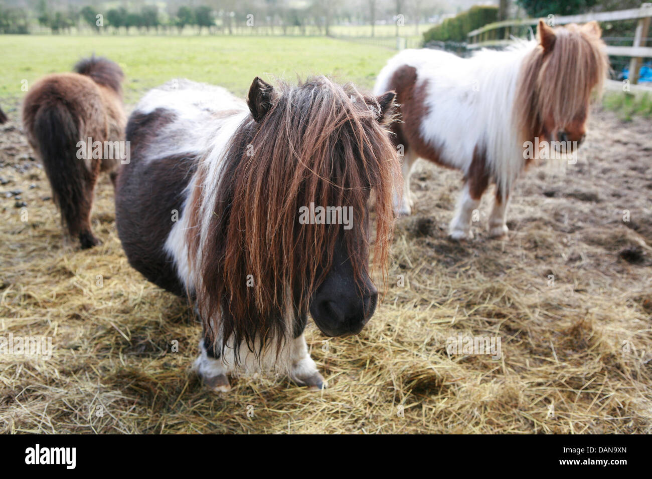 Das Shetland-Pony ist eine Rasse des Pony mit Ursprung in den Shetland-Inseln. Stockfoto