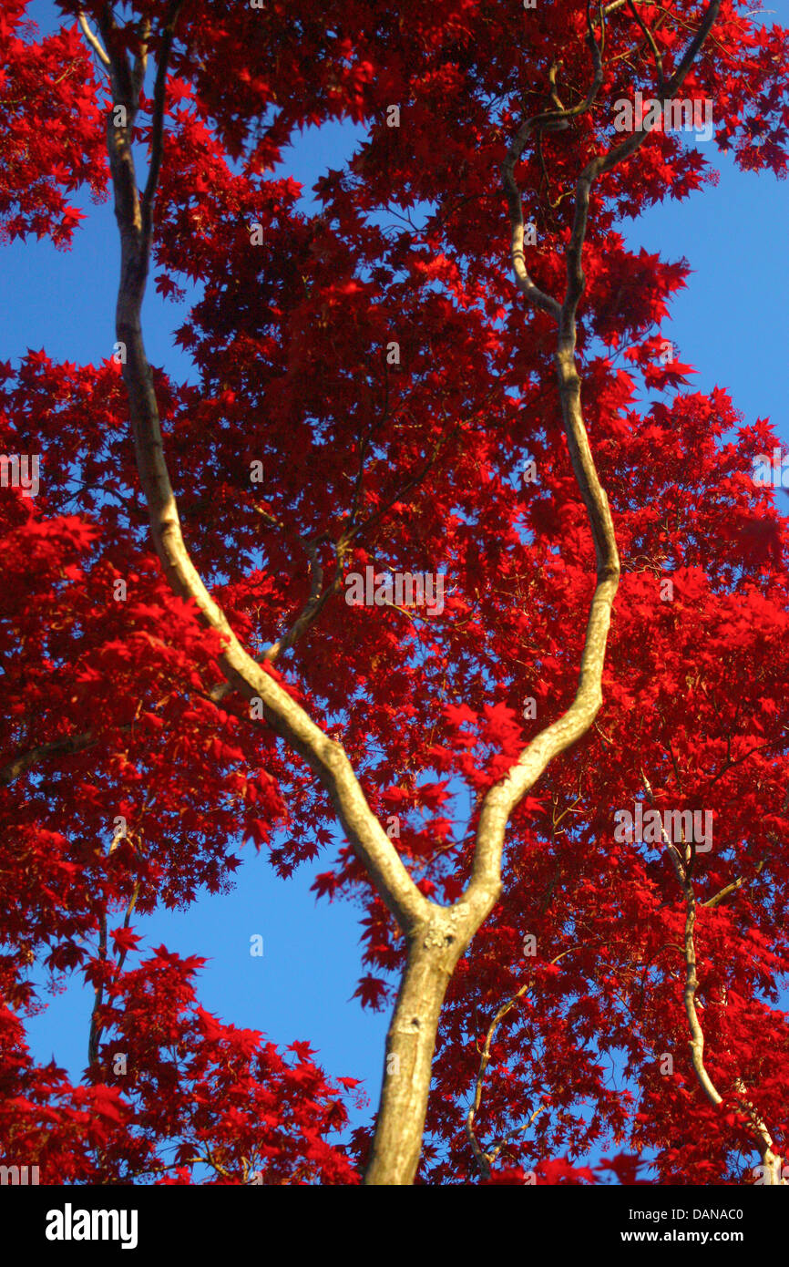 Rot-Ahorn-Baum Stockfoto