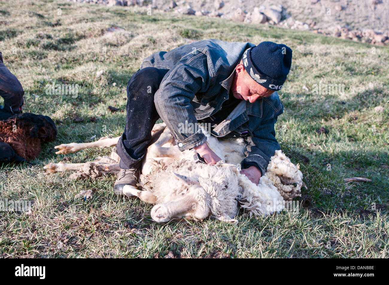 Schafschur Stockfoto