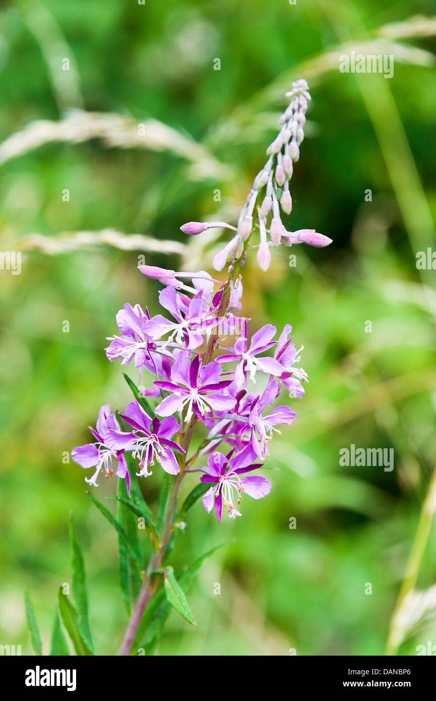 Wild Rose Bay Weidenröschen Blumen in einer Kante in der Nähe von Hassall grün Cheshire England Vereinigtes Königreich UK Stockfoto