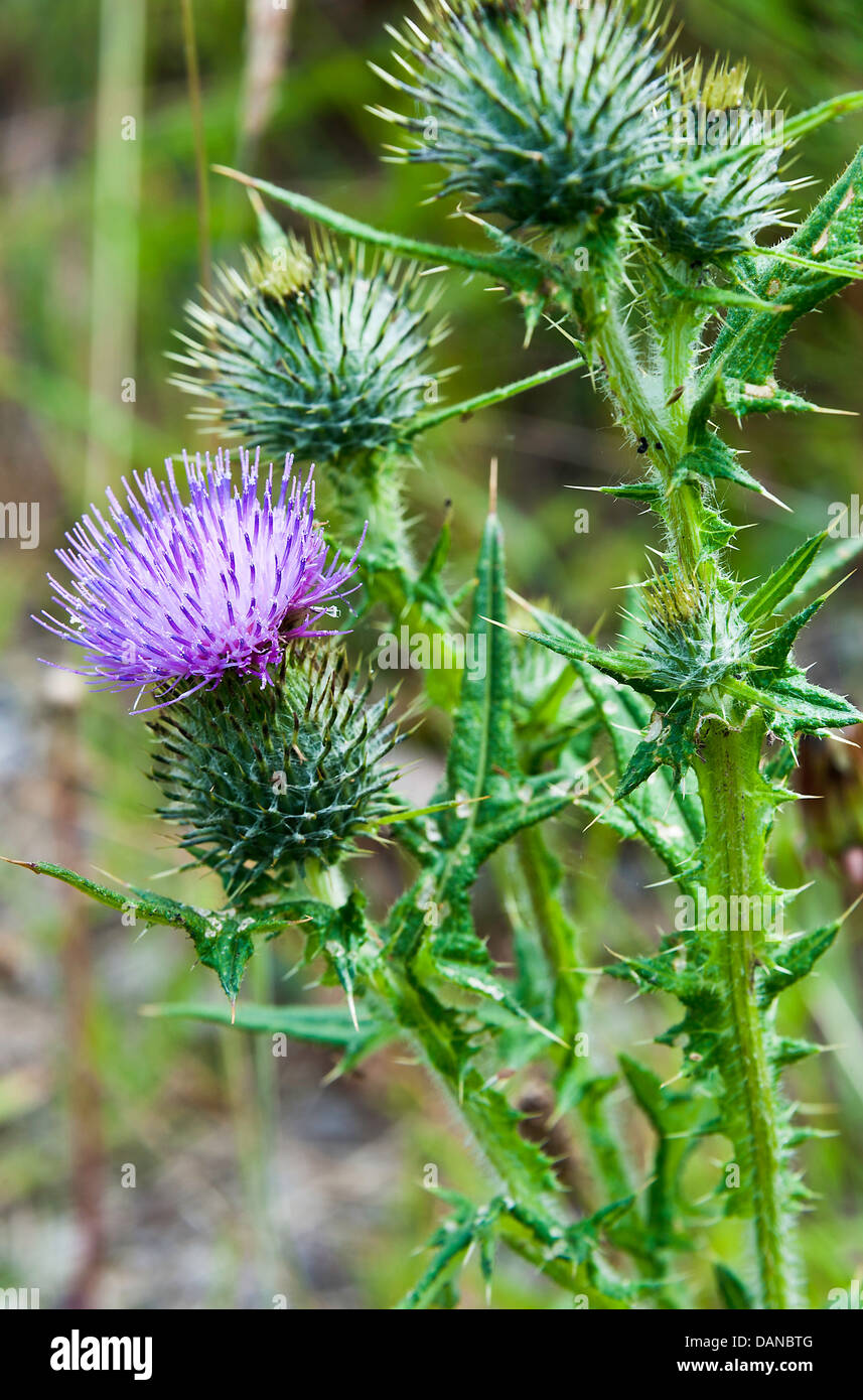 Speer Distel Blumen durch die Trent und Mersey Kanal in der Nähe von Ritt Heide Cheshire England Vereinigtes Königreich UK Stockfoto