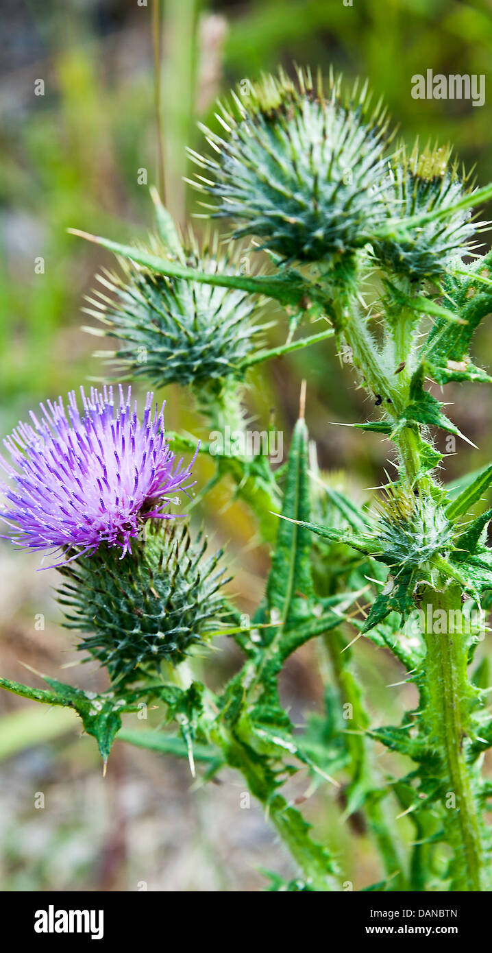 Speer Distel Blumen durch die Trent und Mersey Kanal in der Nähe von Ritt Heide Cheshire England Vereinigtes Königreich UK Stockfoto