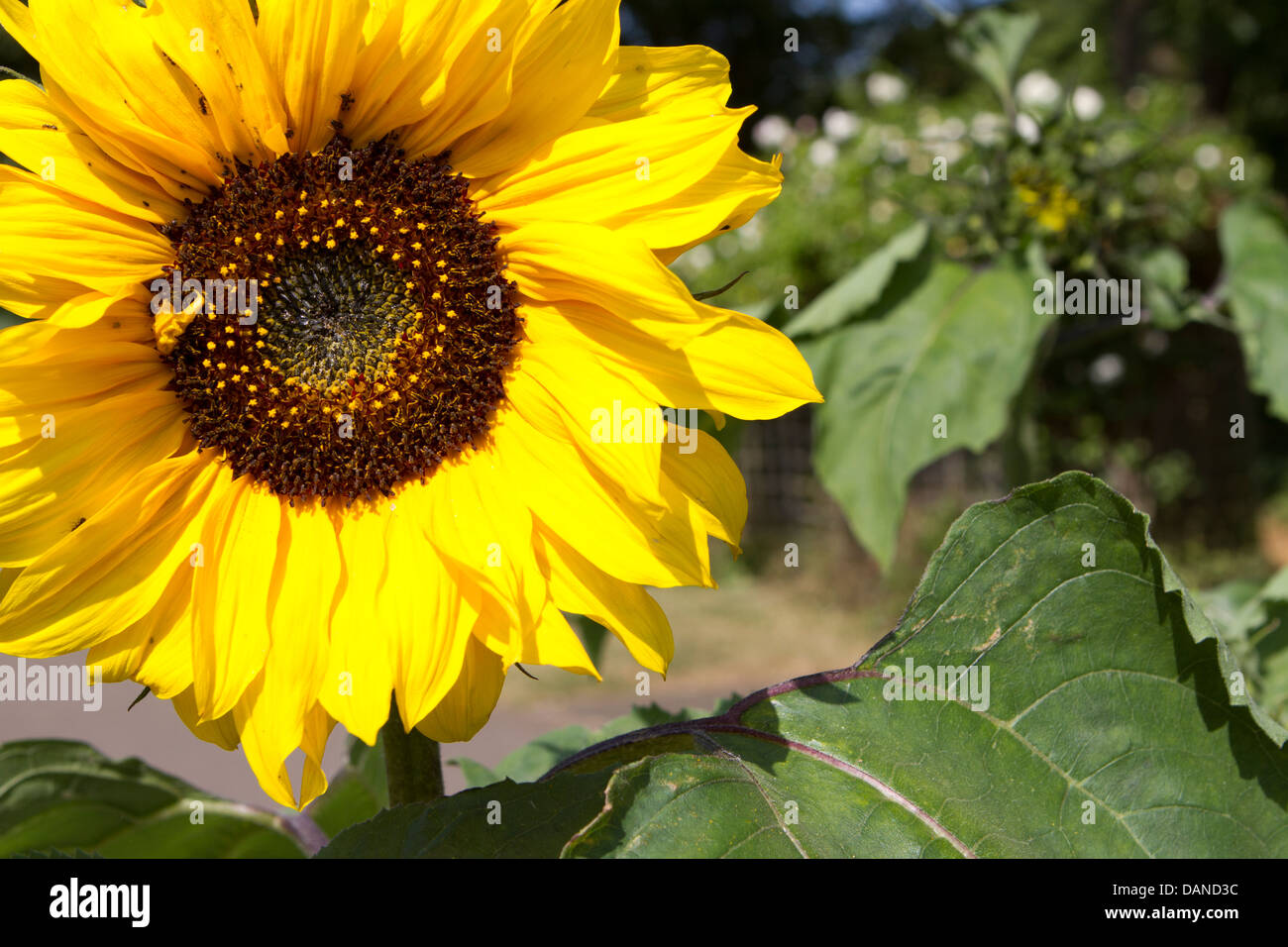 Sonnenblume hautnah. Stockfoto