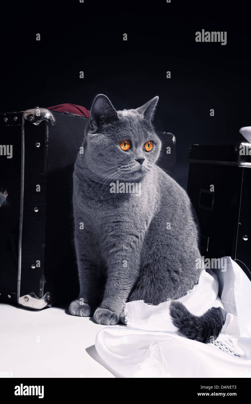 Schöne graue britische Katze sitzt in der Nähe von Koffer Stockfoto