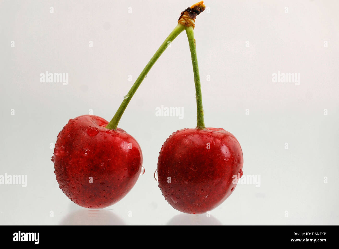 frische Kirschen mit Wassertropfen Stockfoto