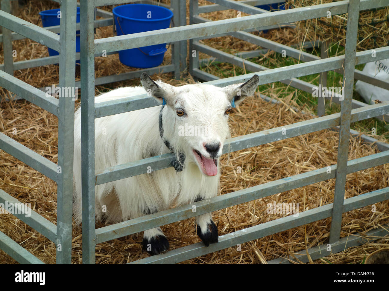 Eine Pygmy goat in einem Stift auf ein Land fair Stockfoto